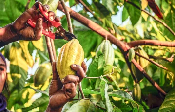 Ręczny zbiór owoców kakaowca w Ameryce Południowej. 3 kwietnia 2023 r. // Fot. Narong Khueankaew / Shutterstock