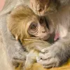 Matka makaka karmi swoje młode. Uttar Pradesh, Indie. // Fot. Frank Bienewald / B&EW